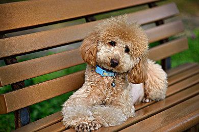 我国新型量子计算机“悟空”即将发布 本源量子打造